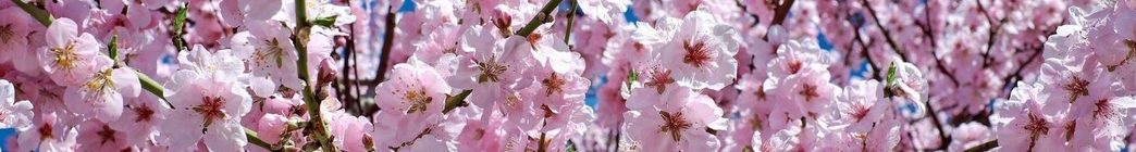 japanese-cherry-blossoms